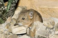 Macroscelides. proboscideus.6869.jpg