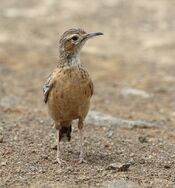 Spike-heeled lark 2018 03 10 13 20 38 3271.jpg