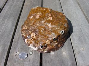 AbaloneOutside.jpg