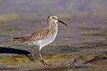 Dunlin On Bowman's beach, sanibel Island, Florida.jpg