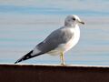 Larus canus heinei, Октябрьский райо́н, Ижевск, республика Удмуртия, Россия 1.jpg