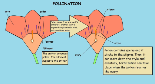 ملف:Pollination Diagram.svg