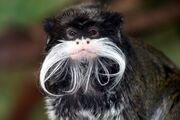 Black monkey