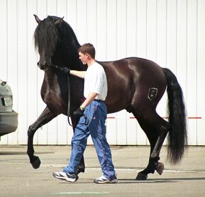 Andalusian horse moscow.jpg