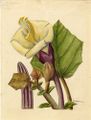 Painting by Frances W. Horne from the Flora Borinqueña