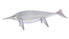 Shonisaurus popularis