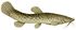 Contributions to the fauna of Chile (Nematogenys inermis).jpg