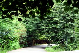 Javarom Forest