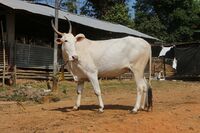 Khilari 02.JPG