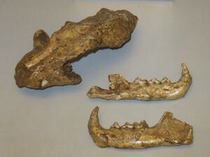 Fossils of the Issoire lynx