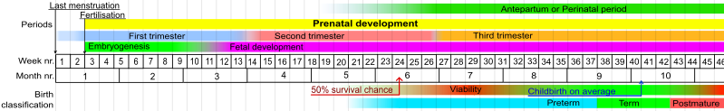 ملف:Prenatal development table.svg