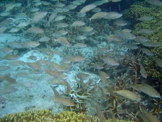 Schooling spinefoot rabbitfish are often joined by defenceless parrotfish.