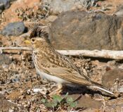 Terrera marismeña (Calandrella rufescens) (8649673388) (2) (cropped).jpg