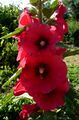 ALTHAEA ROSEA - TORÀ - IB-737 (Malva reial).JPG
