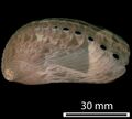 ear shape