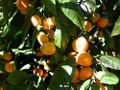Closeup of Mandarin orange tree