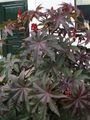 Ricinus communis "Carmencita" in a garden in the Netherlands