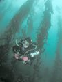 Diver in a kelp forest.
