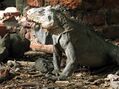 Iguana delicatissima au sol.JPG