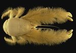 new genus, Kiwa, named for the mythological Polynesian goddess of shellfish.