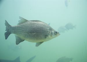 Morone chrysops1.jpg
