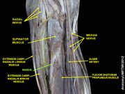 Radius