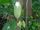 Theobroma cacao.jpg