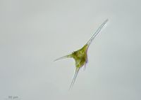 Ceratium hirundinella
