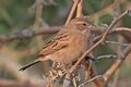 Lark-like bunting (Emberiza impetuani impetuani) 2.jpg