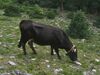 Albera cattle grazing
