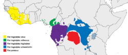 Pan spp range map.png