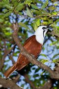 طائر Three Wattled Bellbird.jpg.