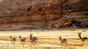 محمية شرعان.jpg