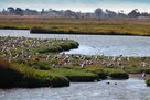 Baylands.jpg