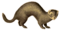 European polecat