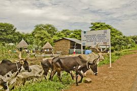 Pagak cattle.jpg