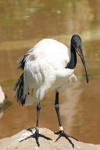 **أبو منجل المقدس** (Threskiornis aethiopicus)
