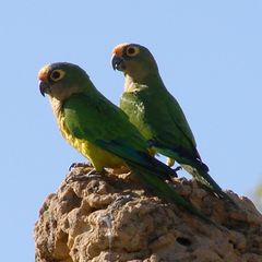Aratinga aurea -Brazil-8-4c.jpg