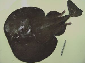 Atlantic torpedo ( Torpedo nobiliana ).jpg