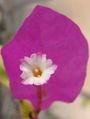 Purple bougainvillea, Kolkata, India