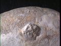 Upper Ordovician edrioasteroid Cystaster stellatus on a cobble from the Kope Formation in northern Kentucky with the cyclostome bryozoan Corynotrypa in the background