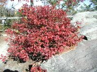 Wild blueberry in autumn foliage, Pilot Mountain, North Carolina, in October
