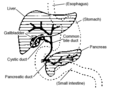Accessory digestive system.
