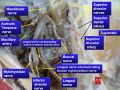Mandibular nerve
