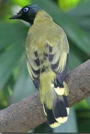 Pycnonotus atriceps-20031005B.jpg