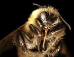 A closeup of a yellow and black bee head on, against a black backdrop