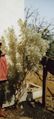 Losma, an endemic medicinal plant