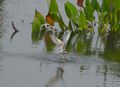 زوج من Least Terns. أحدهما ممسكاً بسمكة.