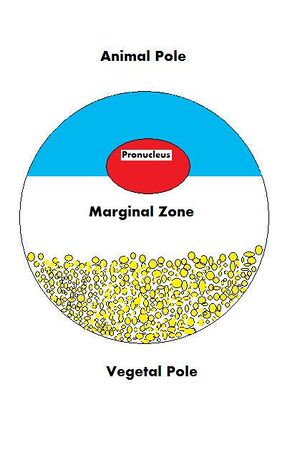 diagram of an oocyte with its vegetal and animal hemispheres identified