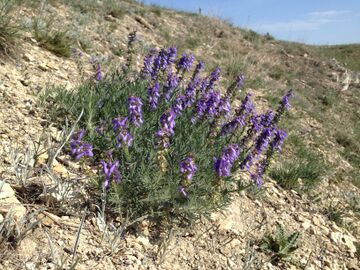 Salvia jurisicii